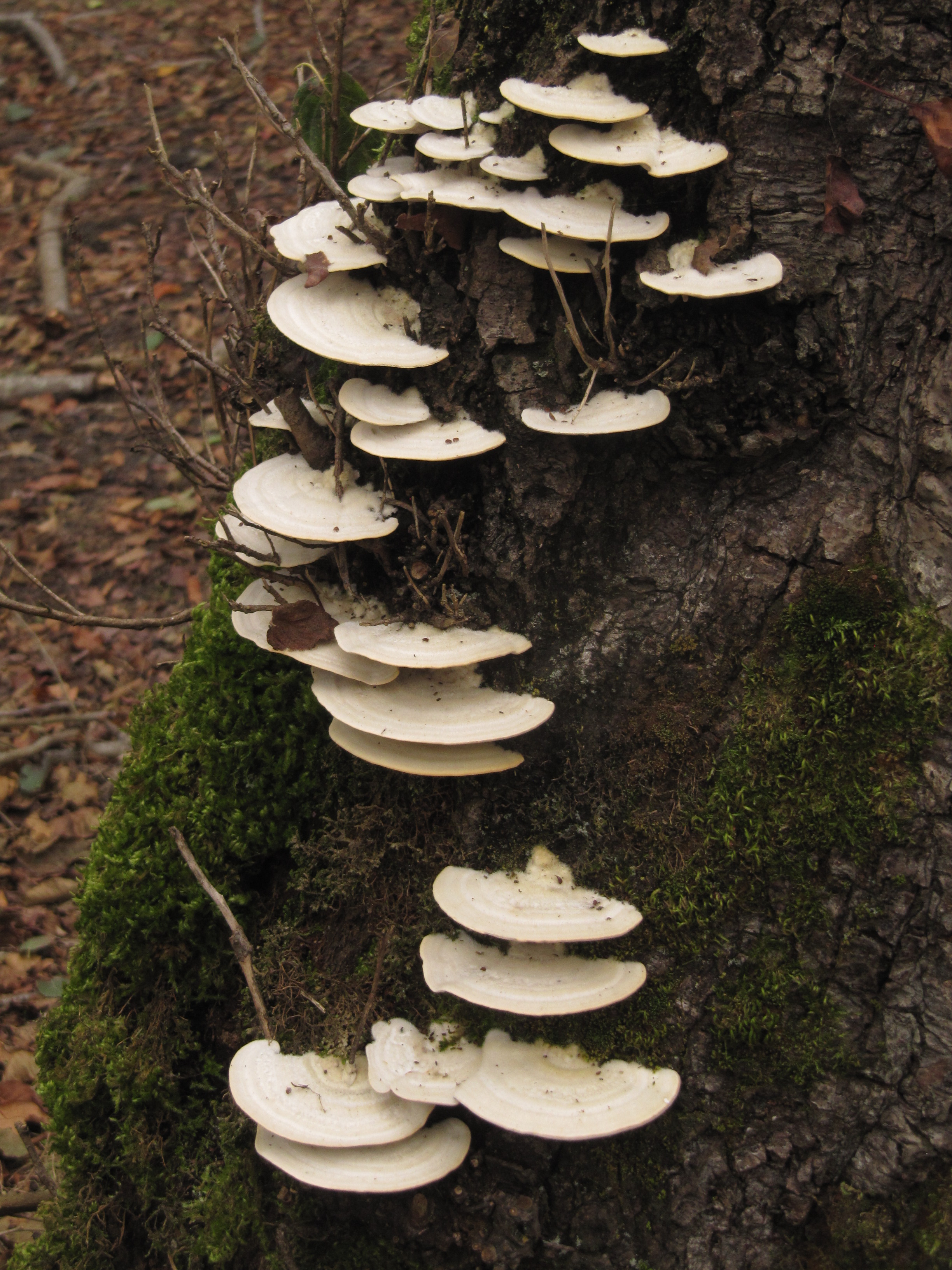 trametes hirsuta