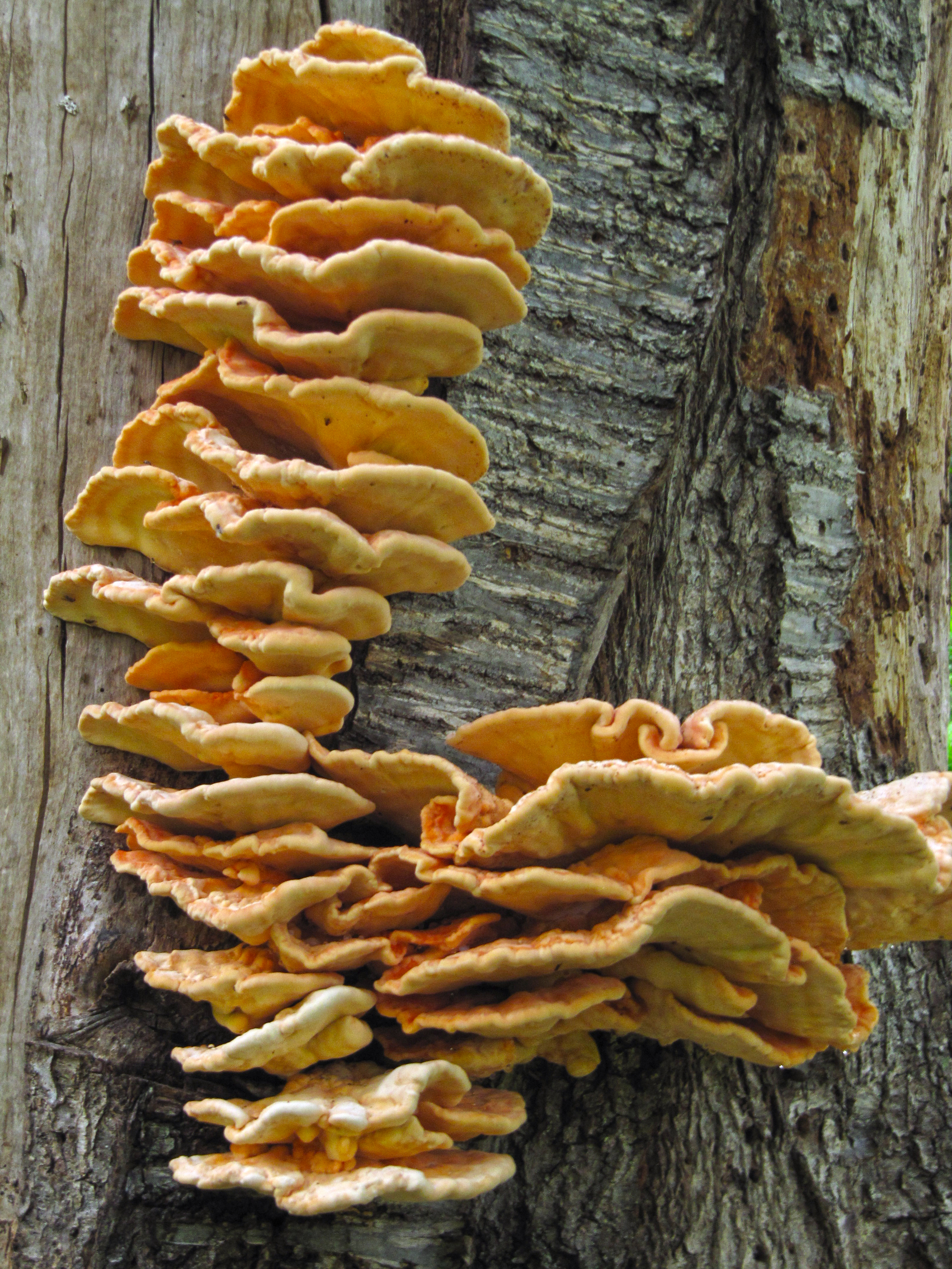 Laetiporus sulphureus