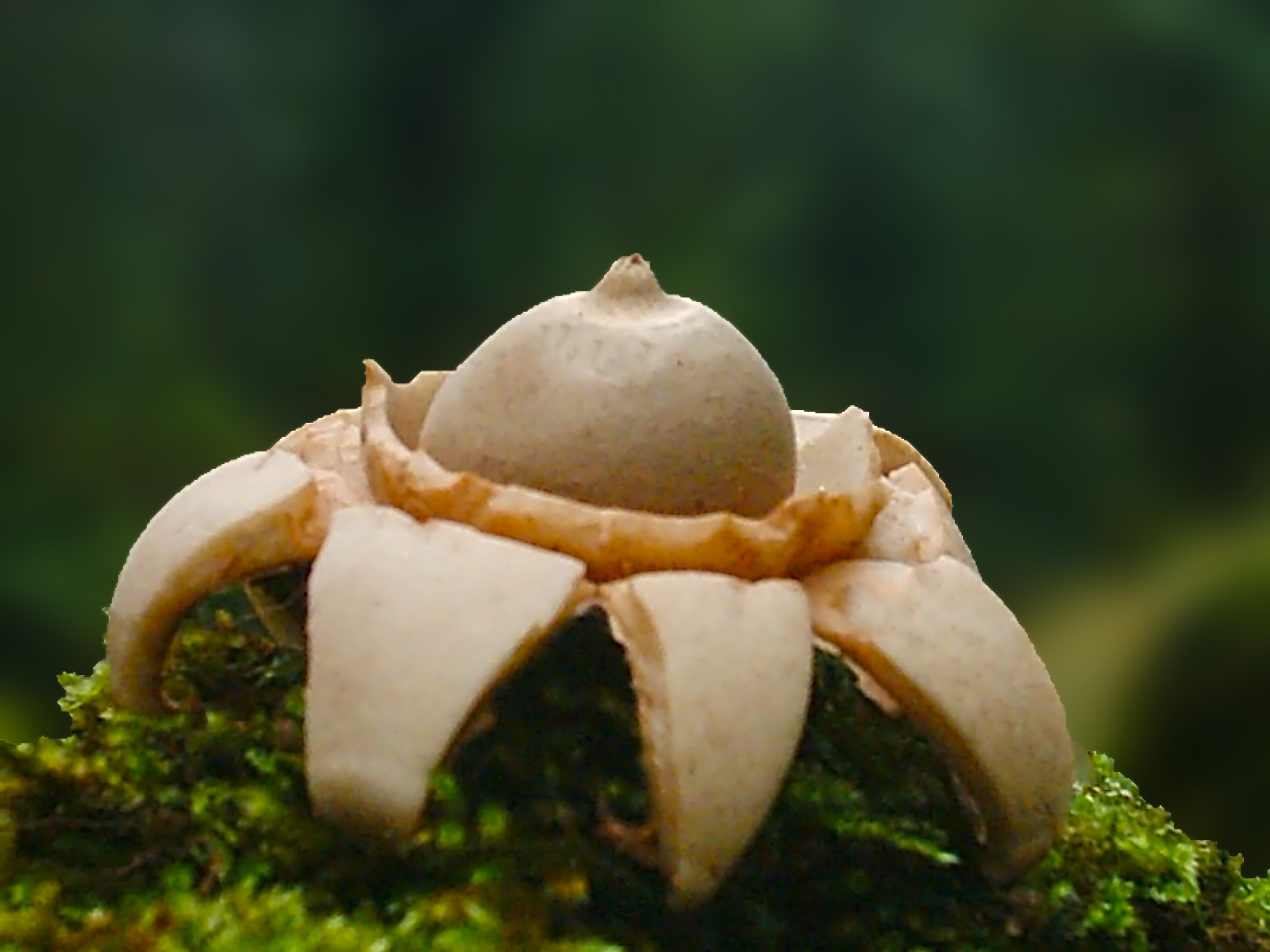 geastrum triplex