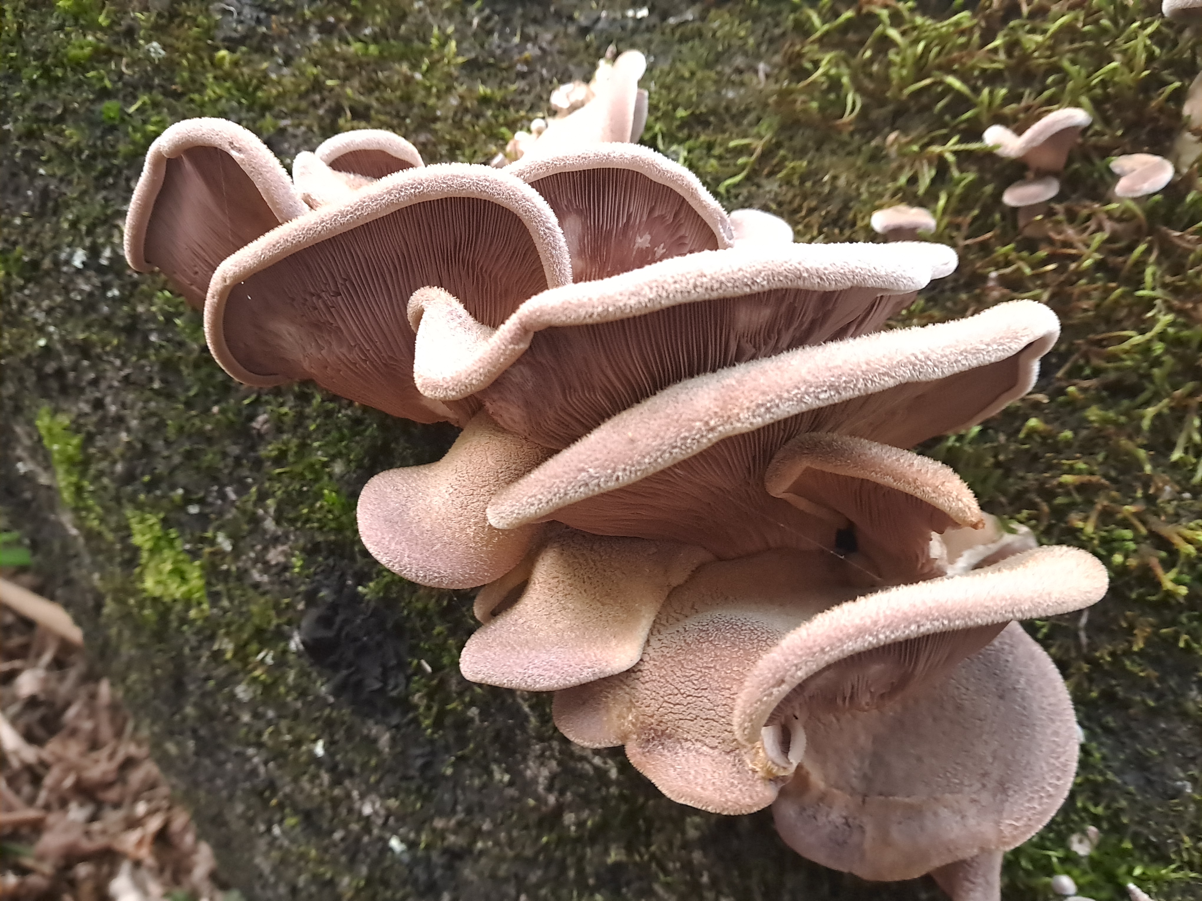 Lentinus strigosus