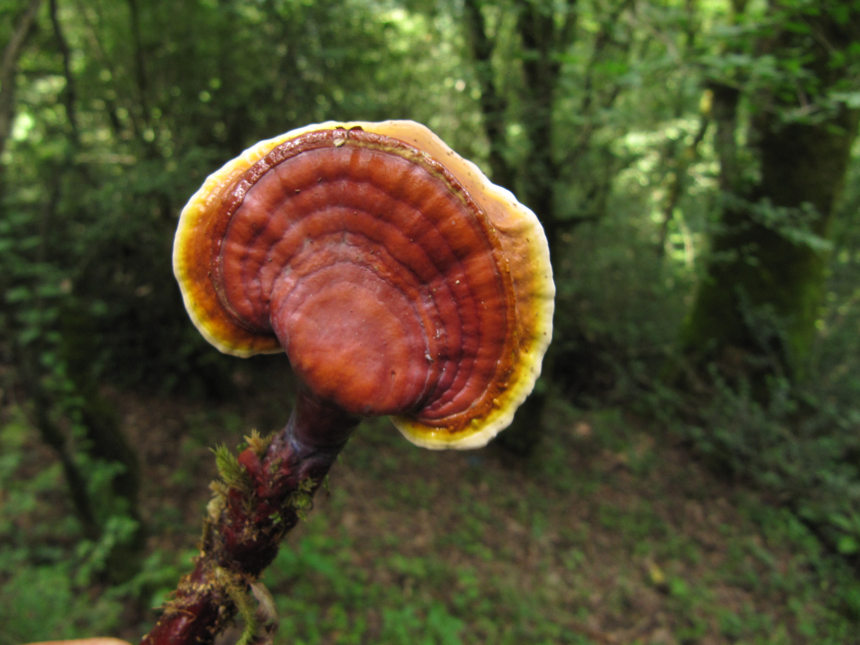 Ganoderma locidum