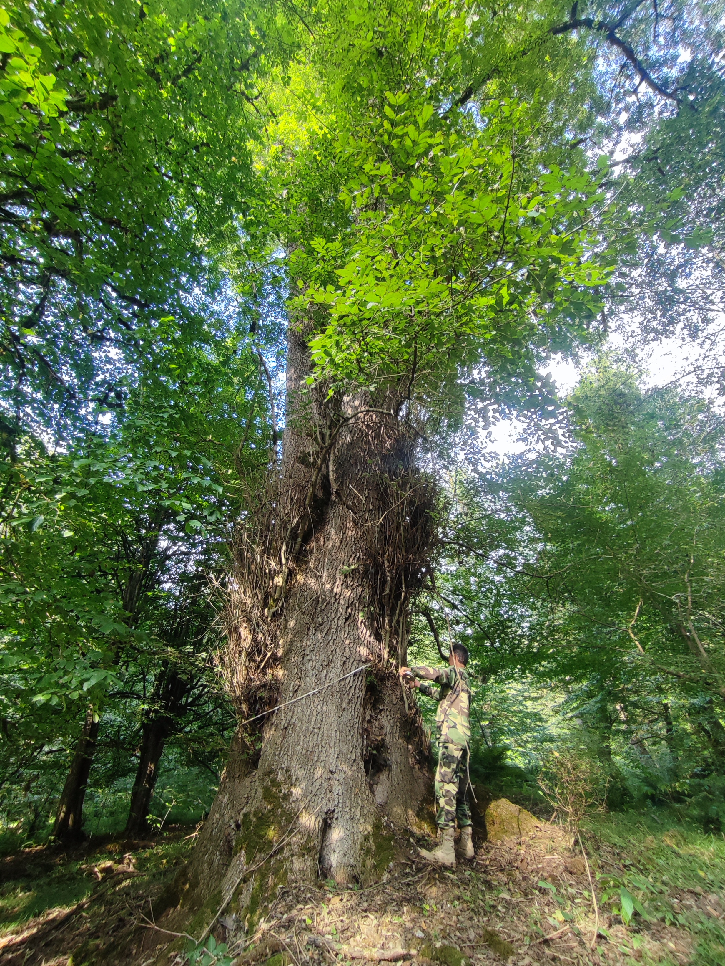 زبان گنجشک