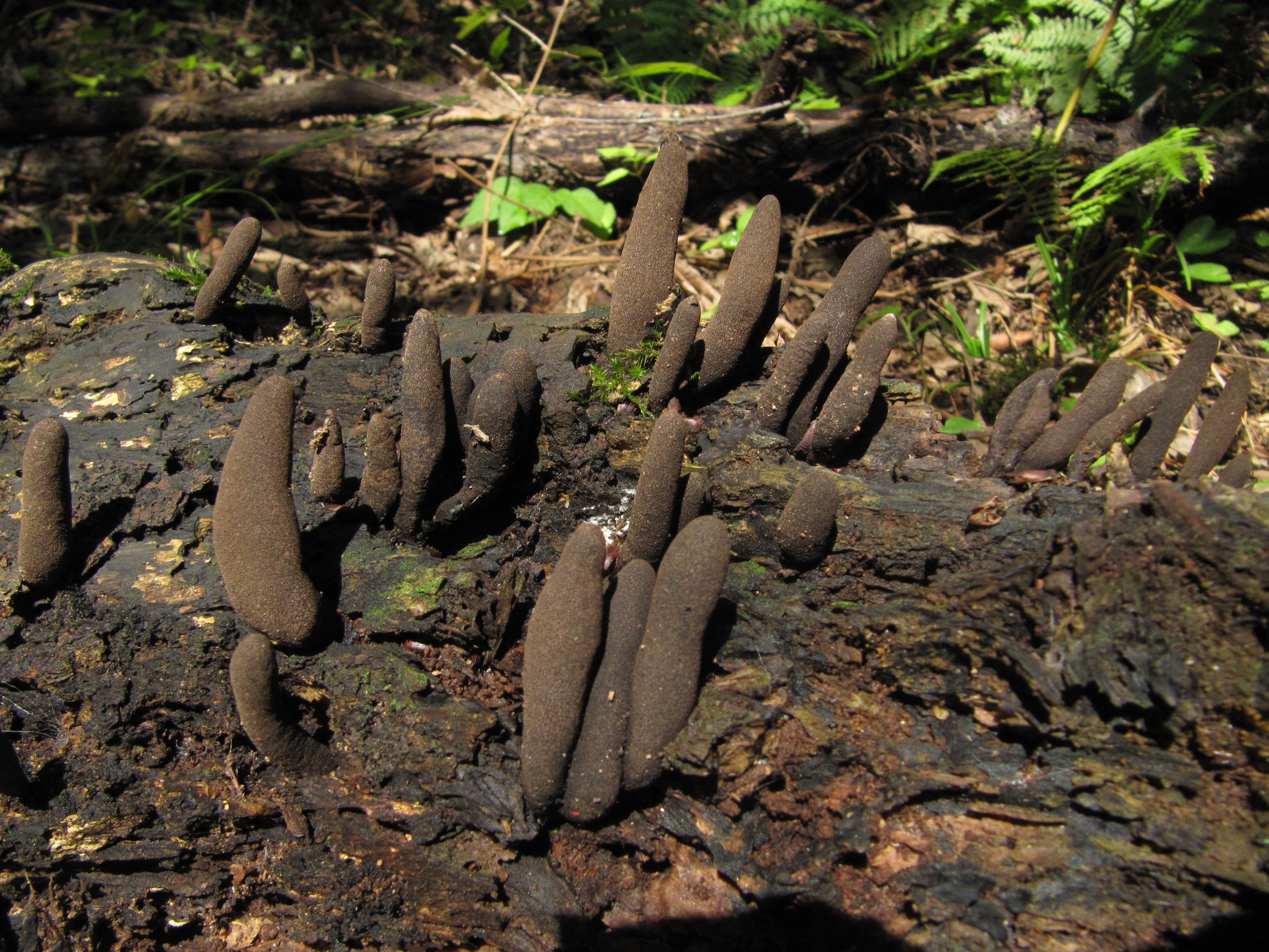 xylaria polymorpha