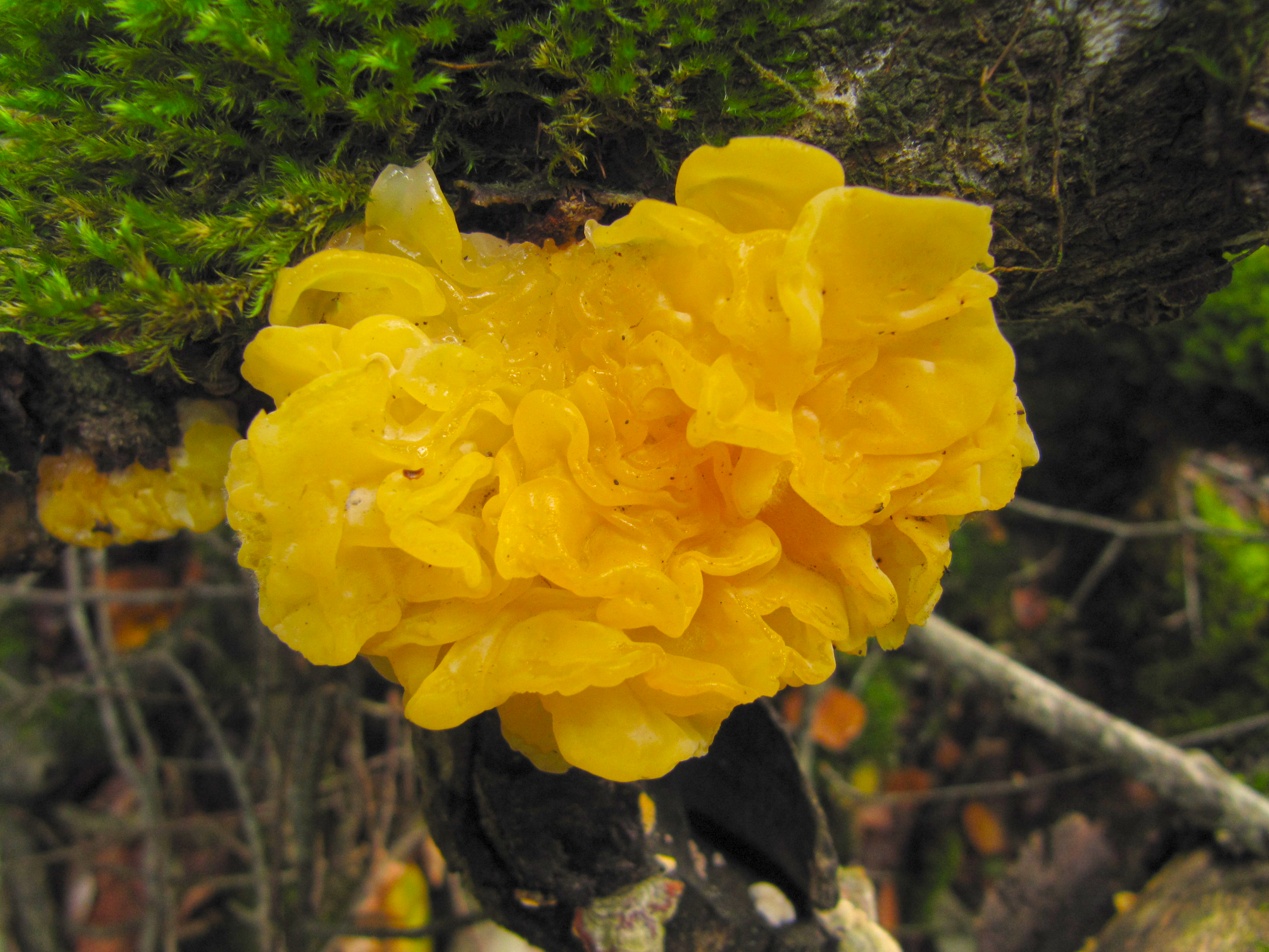 Tremella mesenterica