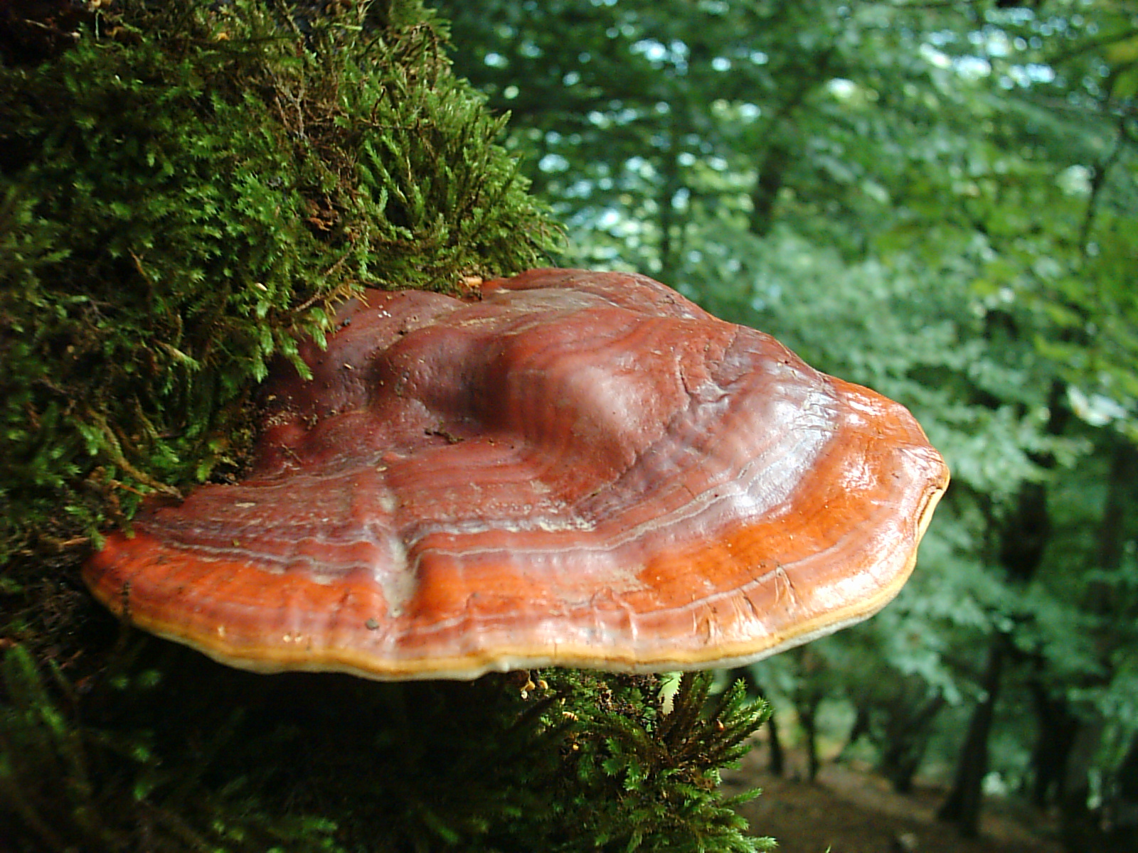 Ganoderma applanatum