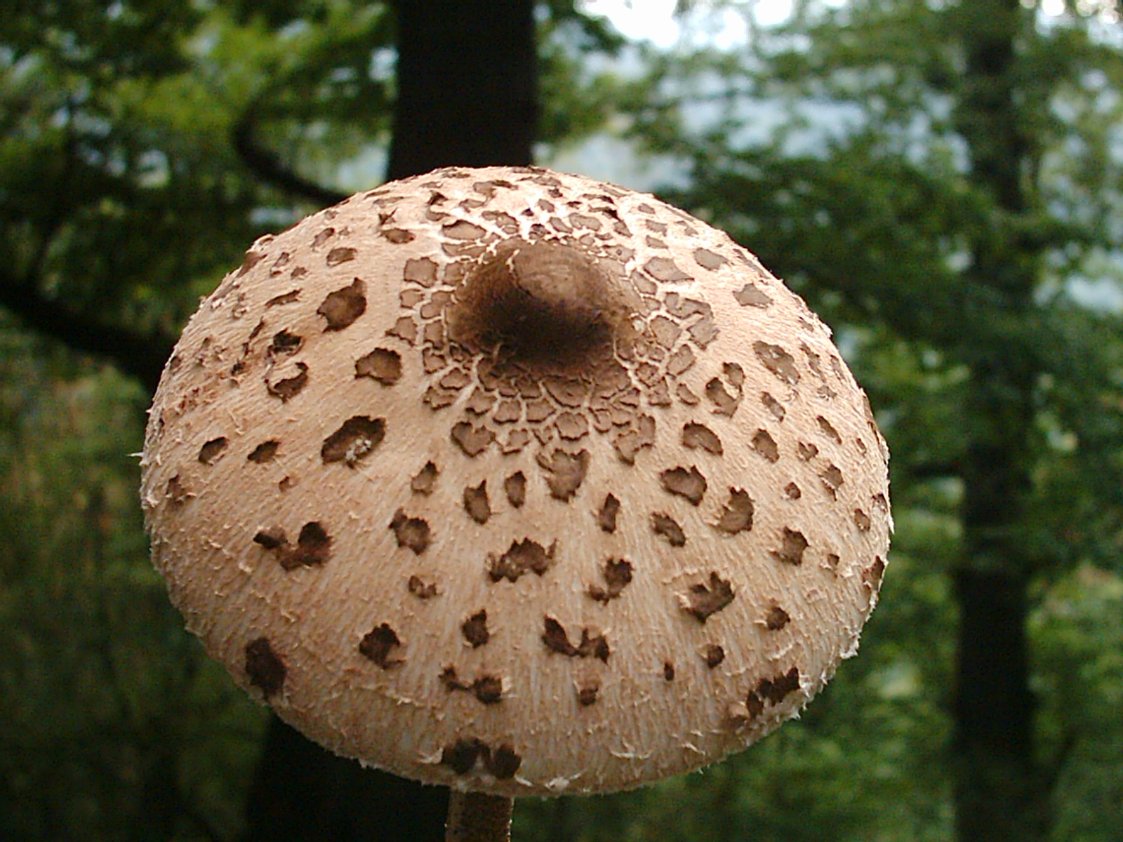 Macrolepiota procera