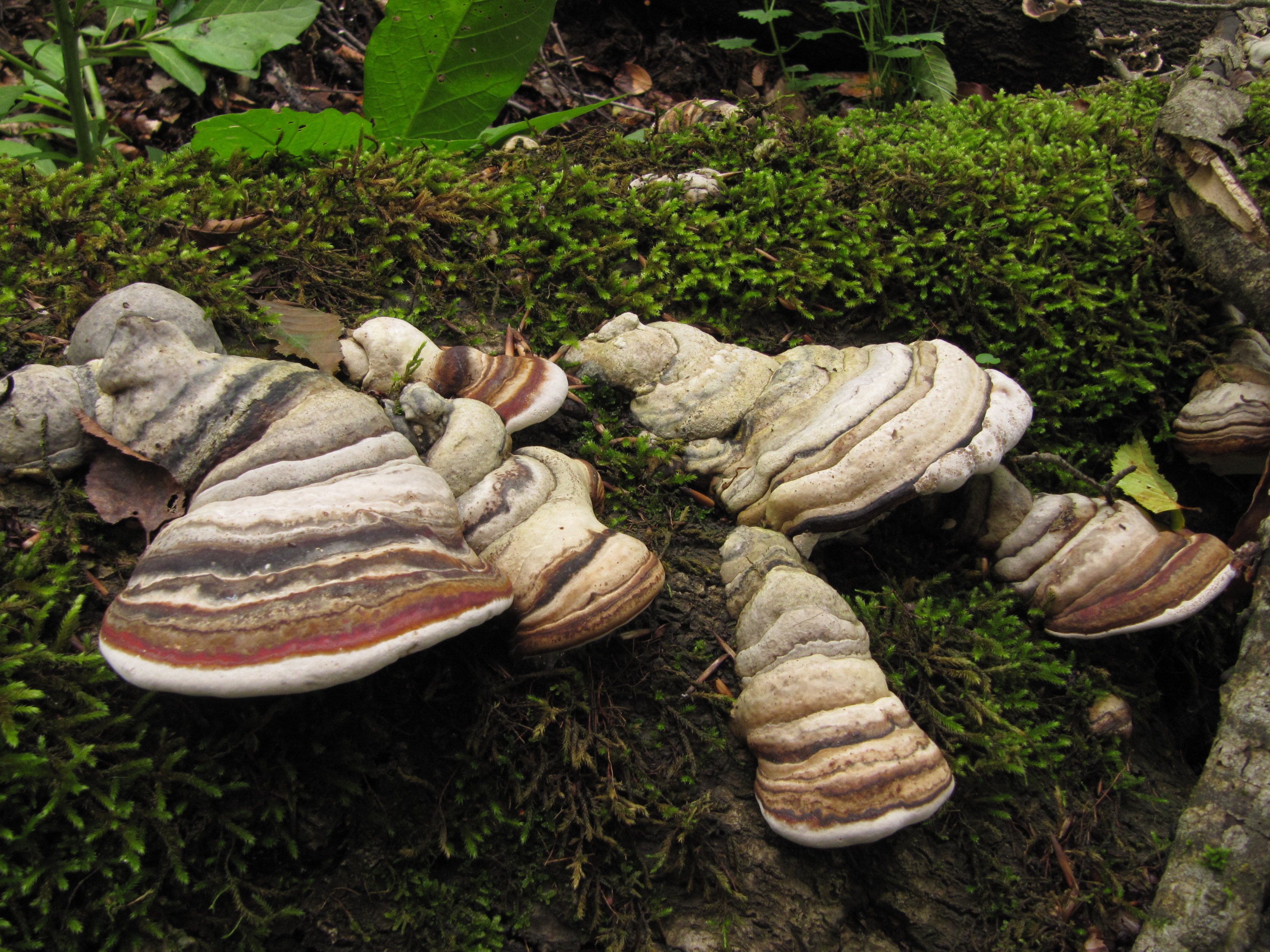 Fomes fomentarius